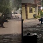 Un oso fue avistado en la colonia Mirador de las Mitras, despertando el interés de la comunidad y autoridades ambientales.