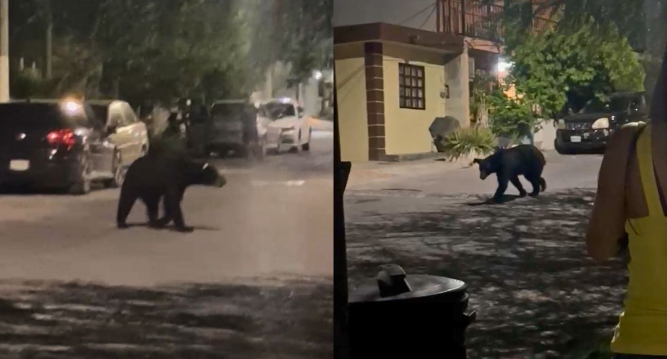 Un oso fue avistado en la colonia Mirador de las Mitras, despertando el interés de la comunidad y autoridades ambientales.